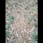 a huge snake in hidden in leaves
