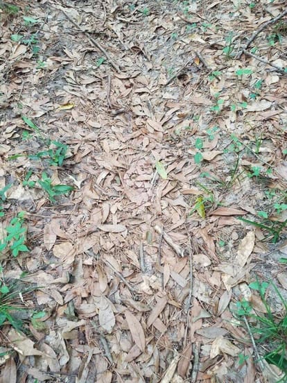 a huge snake in hidden in leaves