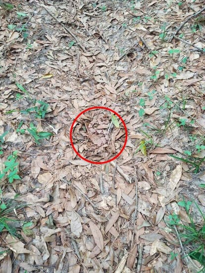 a huge snake in hidden in leaves