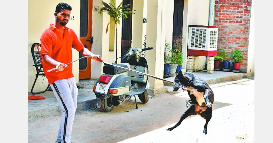  mohali records 9 cases of dog bite
