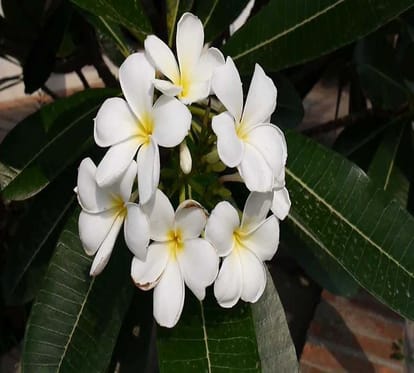 champa flower are not used in worship of lord shiva