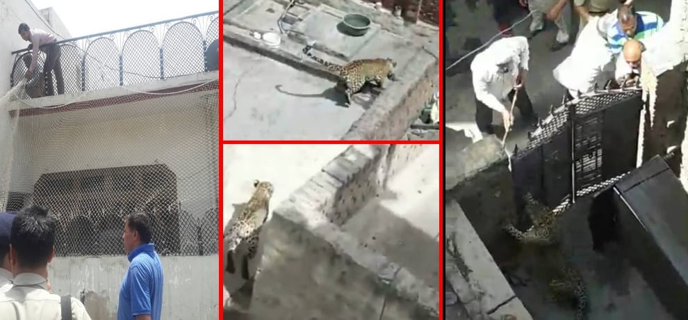 leopard entered house, one person injured