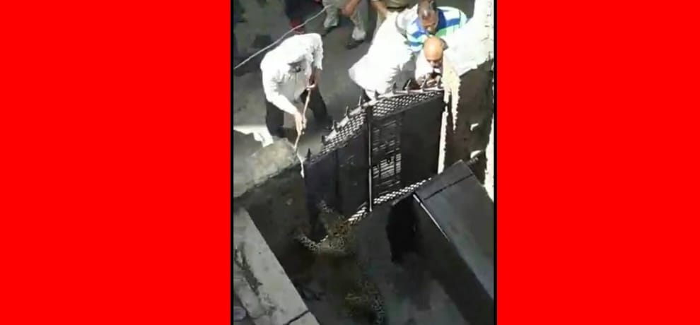 leopard entered house, one person injured