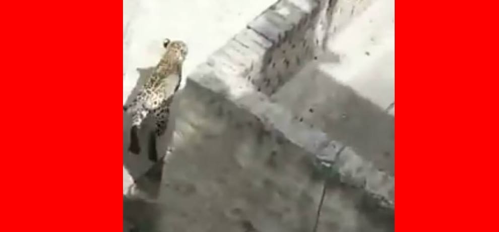 leopard entered house, one person injured