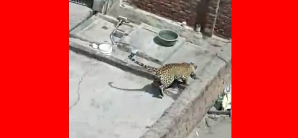leopard entered house, one person injured