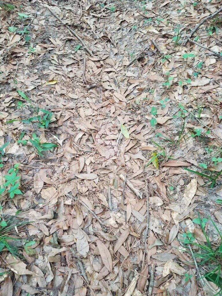 a huge snake in hidden in leaves