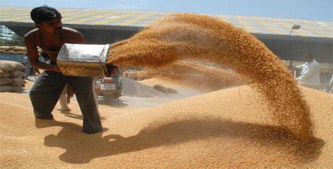 22 metric tonnes of wheat procurement at 84 purchase centers