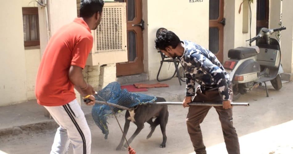 Chandigarh dog bite, city news, protest against dog bite