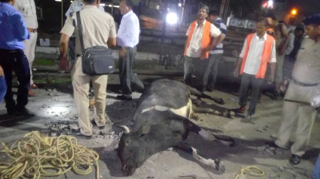 Varanasi: bull trapped in the engine of Purva Express , death 