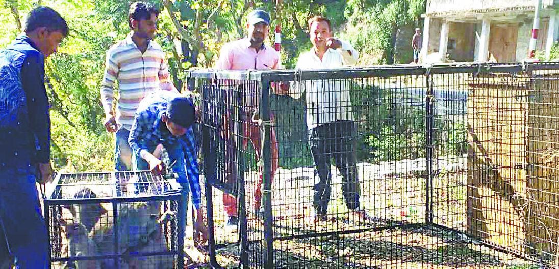 Theif stolen goat in a cage