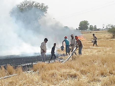 10 bigha wheat cut crop from the fire