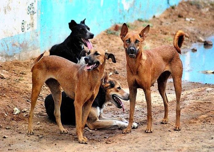 Municipal Corporation to treat stray animals