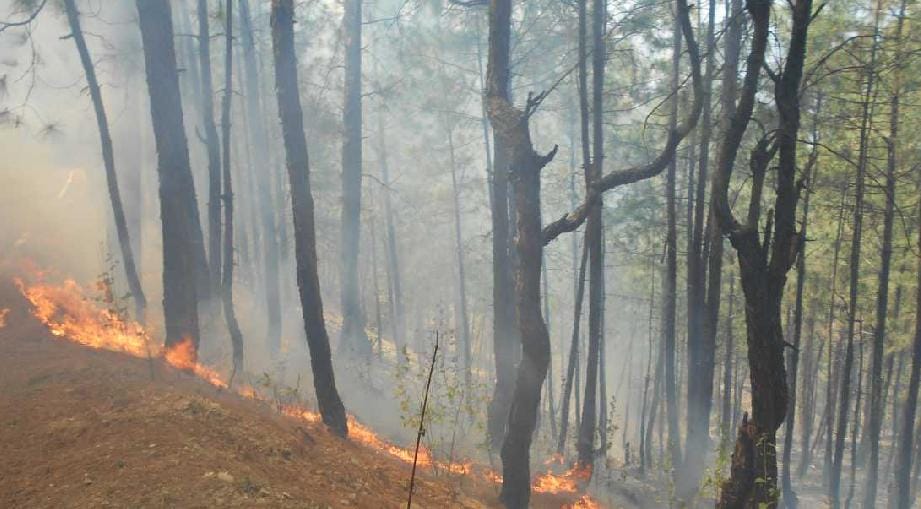 Kukdamai and Kanda's forests were kept dry throughout the day
