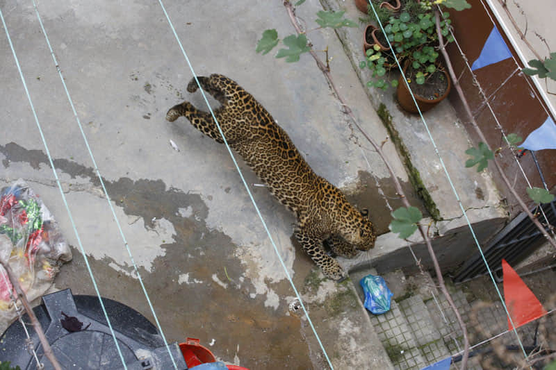 गुरुग्राम