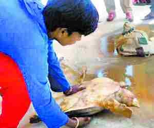 Turtle smuggler nabbed