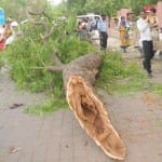 पेड़ की डाली टूटकर गिरी
