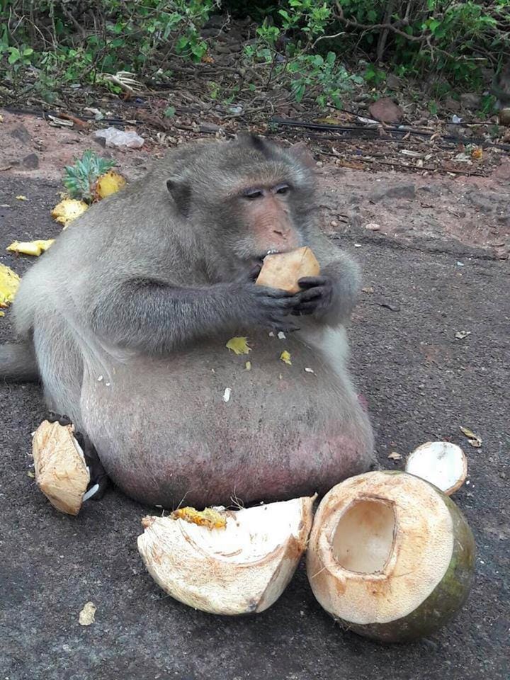 Obese macaque 'Uncle Fatty' in thailand