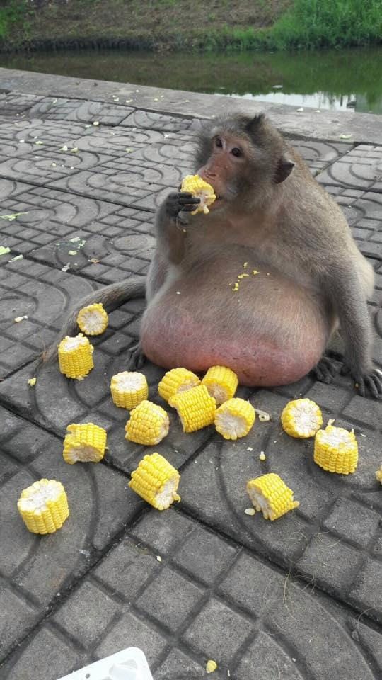 Obese macaque 'Uncle Fatty' in thailand