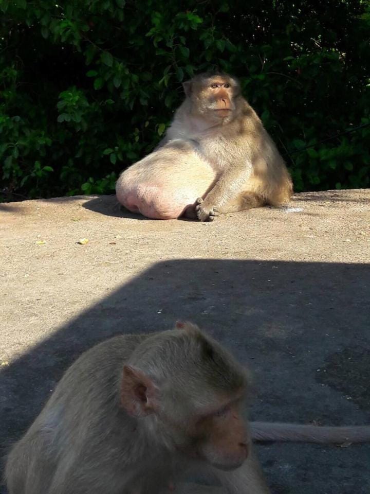 Obese macaque 'Uncle Fatty' in thailand