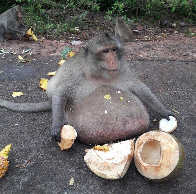 Obese macaque 'Uncle Fatty' in thailand