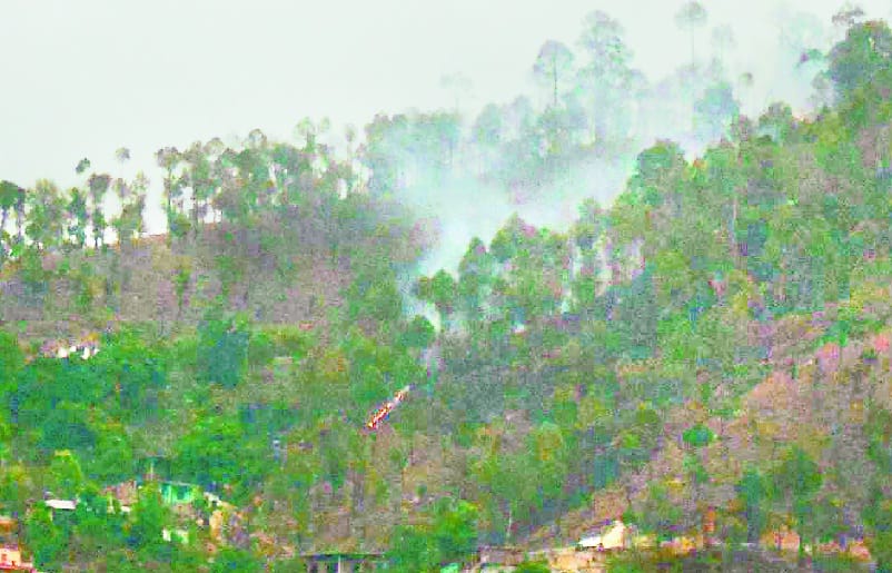 The pine forest of the castle near the Collectorate