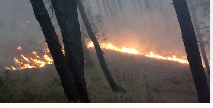 Burning forest in Barakot, Mahakima unreasonable
