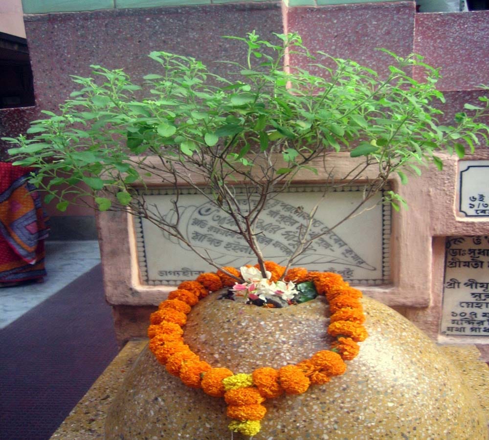 devi tulsi cursed lord vishnu turn into a black stone 