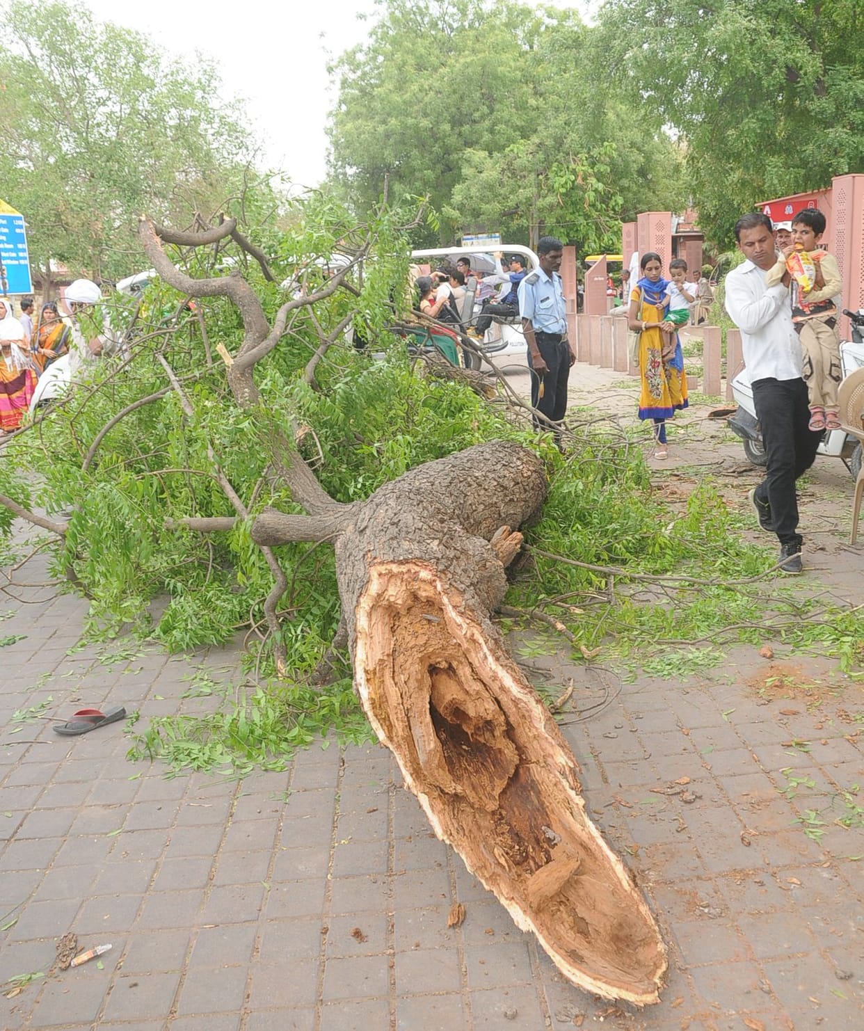 tree fallen due to heavy storm at tajmahal, four injured
