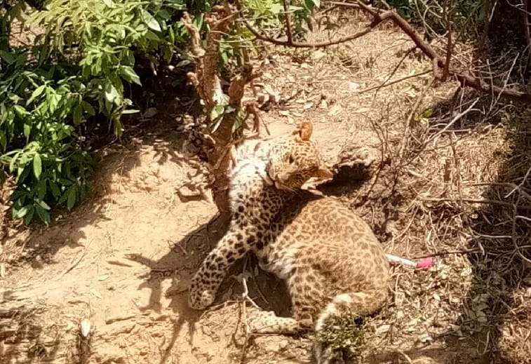  Leopard trapped in strings made of wire in Tekhan