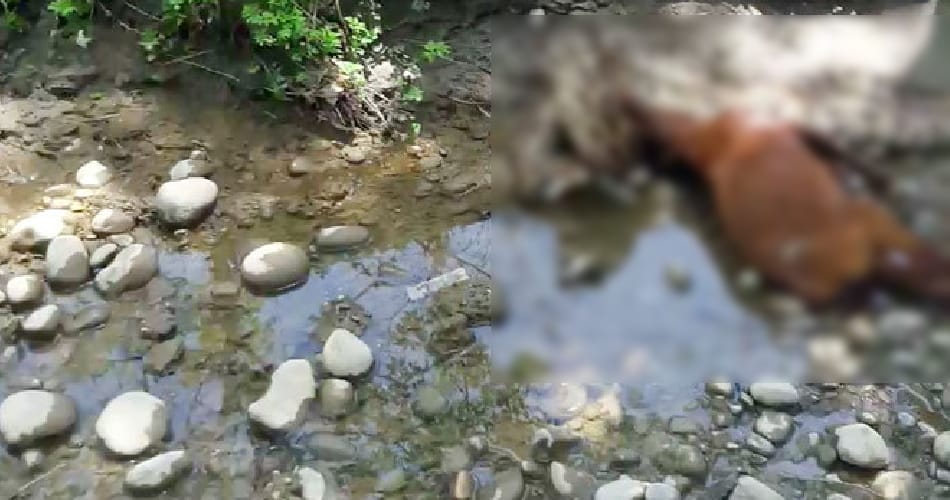 python swallows a goat at yamunanagar of haryana