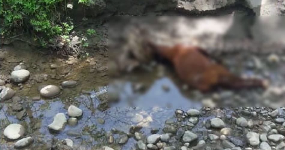 python swallows a goat at yamunanagar of haryana