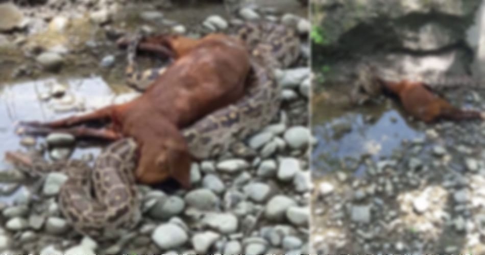 python swallows a goat at yamunanagar of haryana