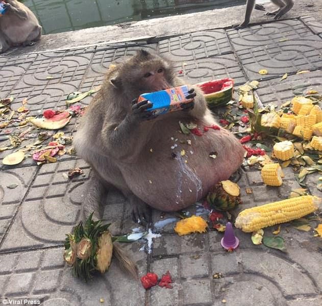 Obese macaque 'Uncle Fatty' in thailand