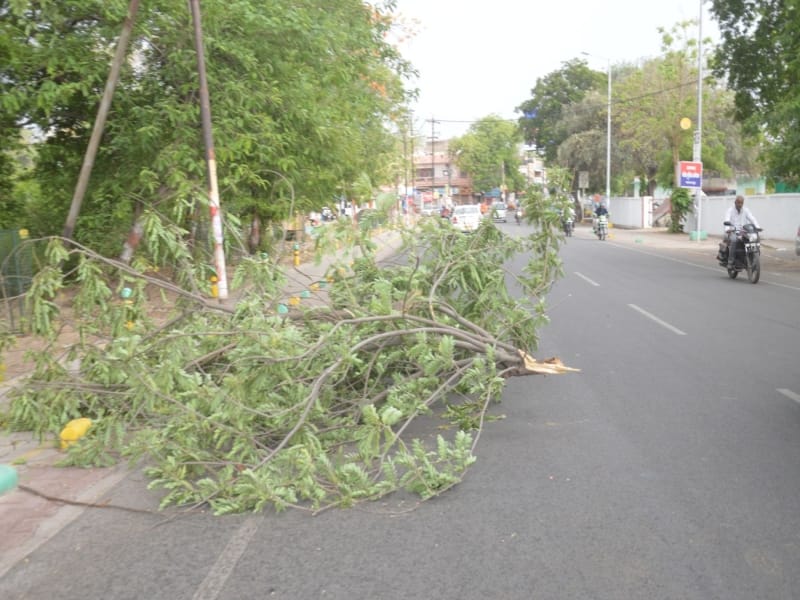 Weddings of trees, trees fell by storm