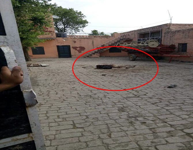 rottweiler dog killed a man in Panipat