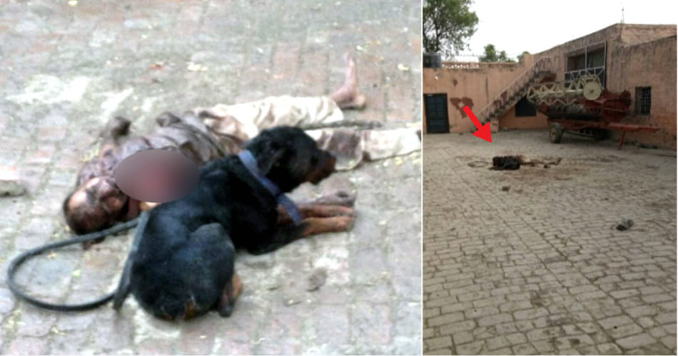 Rottweiler dog killed his care taker in Panipat