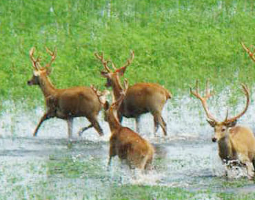 Paradise for wild animals made of bara-khacha drainage