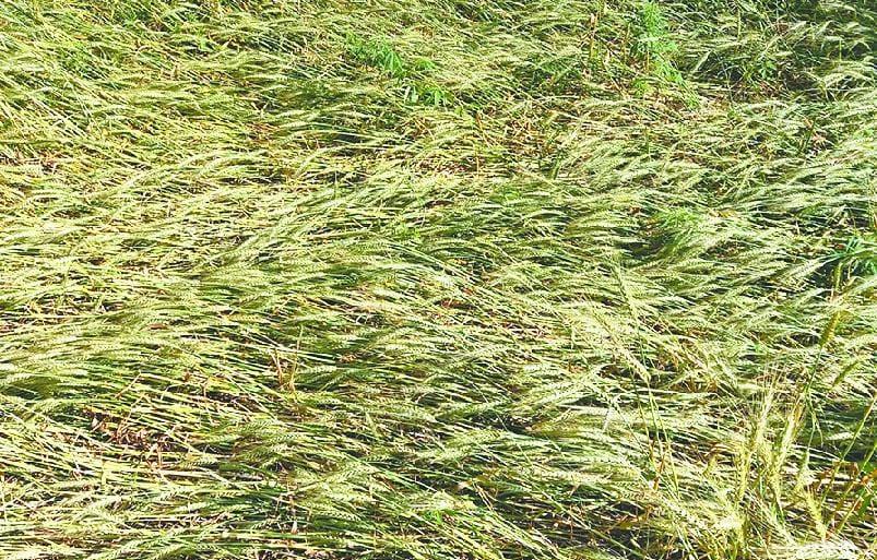 rain runied grain crops