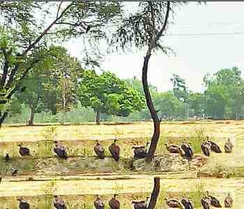 Number of vultures rising in Shravasti