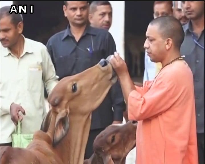 UP Chief Minister Yogi Adityanath Feeds Cow Before Reaching Janta Darbar