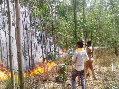 A fire in the eucalyptus garden from the spark