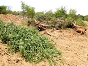 cutt tree