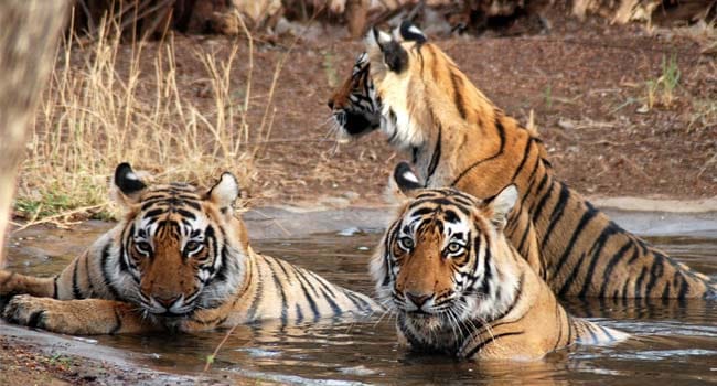 safari price increase in sariksa national park