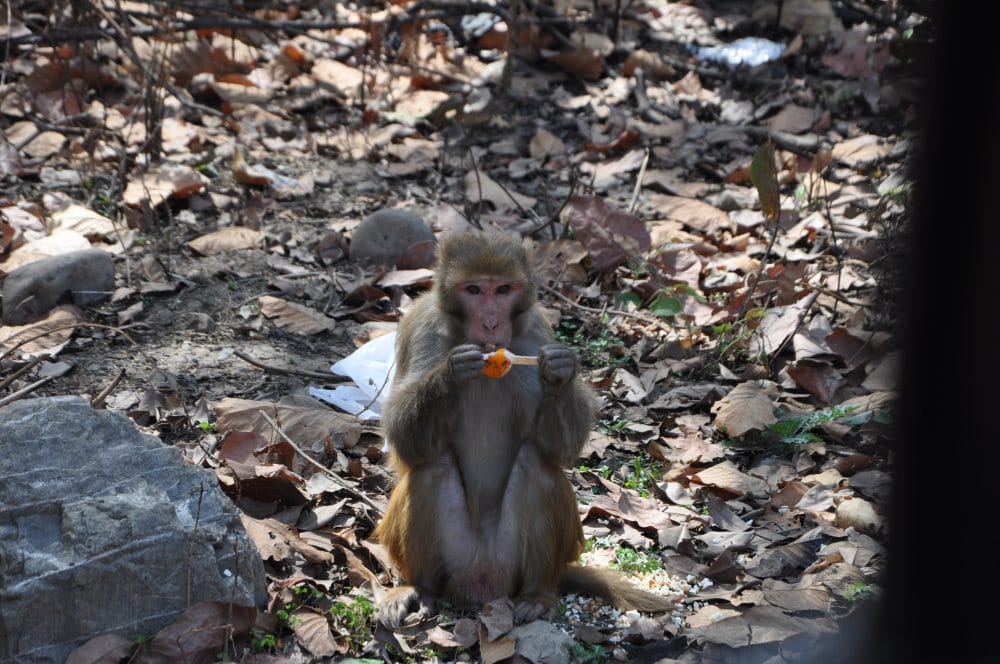 monkey try to get relief from hot weather