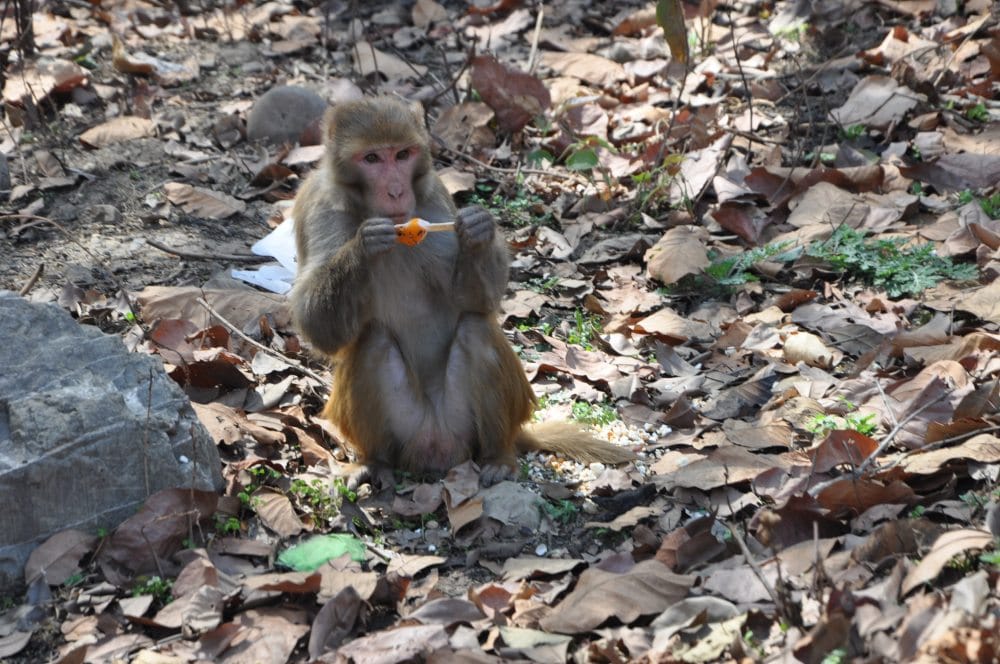 monkey try to get relief from hot weather