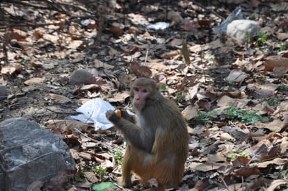 monkey smarter than human being
