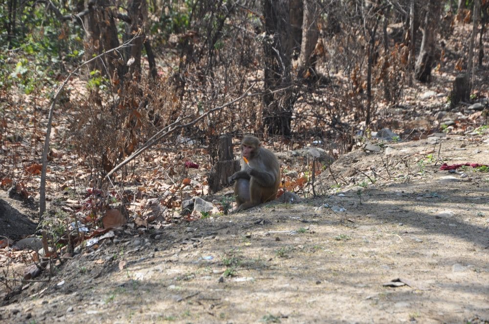 monkey try to get relief from hot weather
