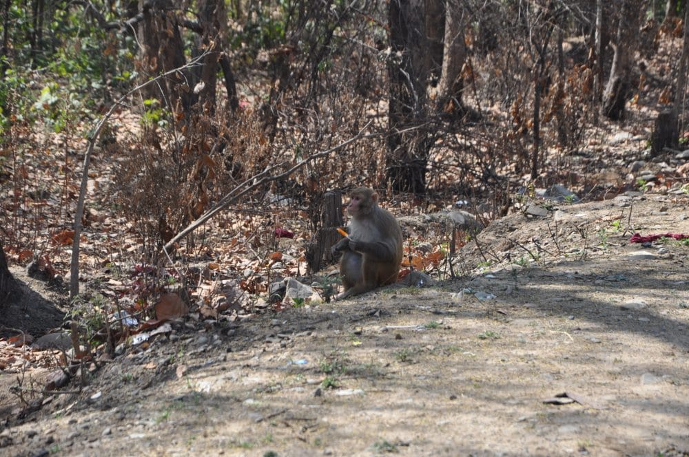 monkey try to get relief from hot weather