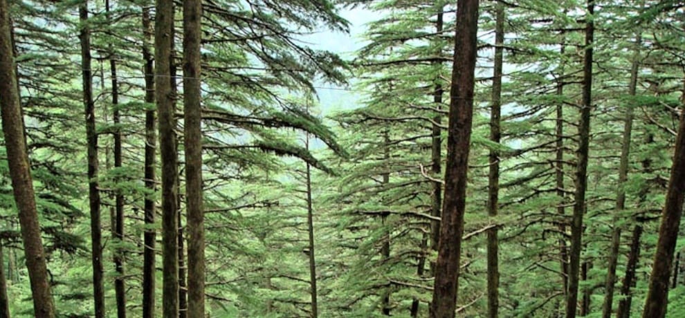 deodar trees decreasing in shimla: Research