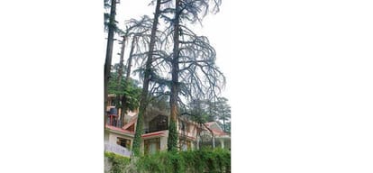 deodar trees decreasing in shimla: Research